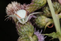 Une araigne-crabe (Araneae - Thomisidae - Misumena vatia)